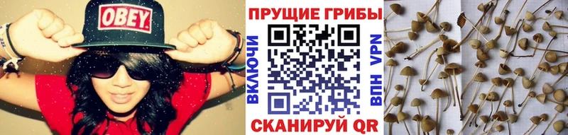 наркотики  Мелеуз  Галлюциногенные грибы Psilocybine cubensis 